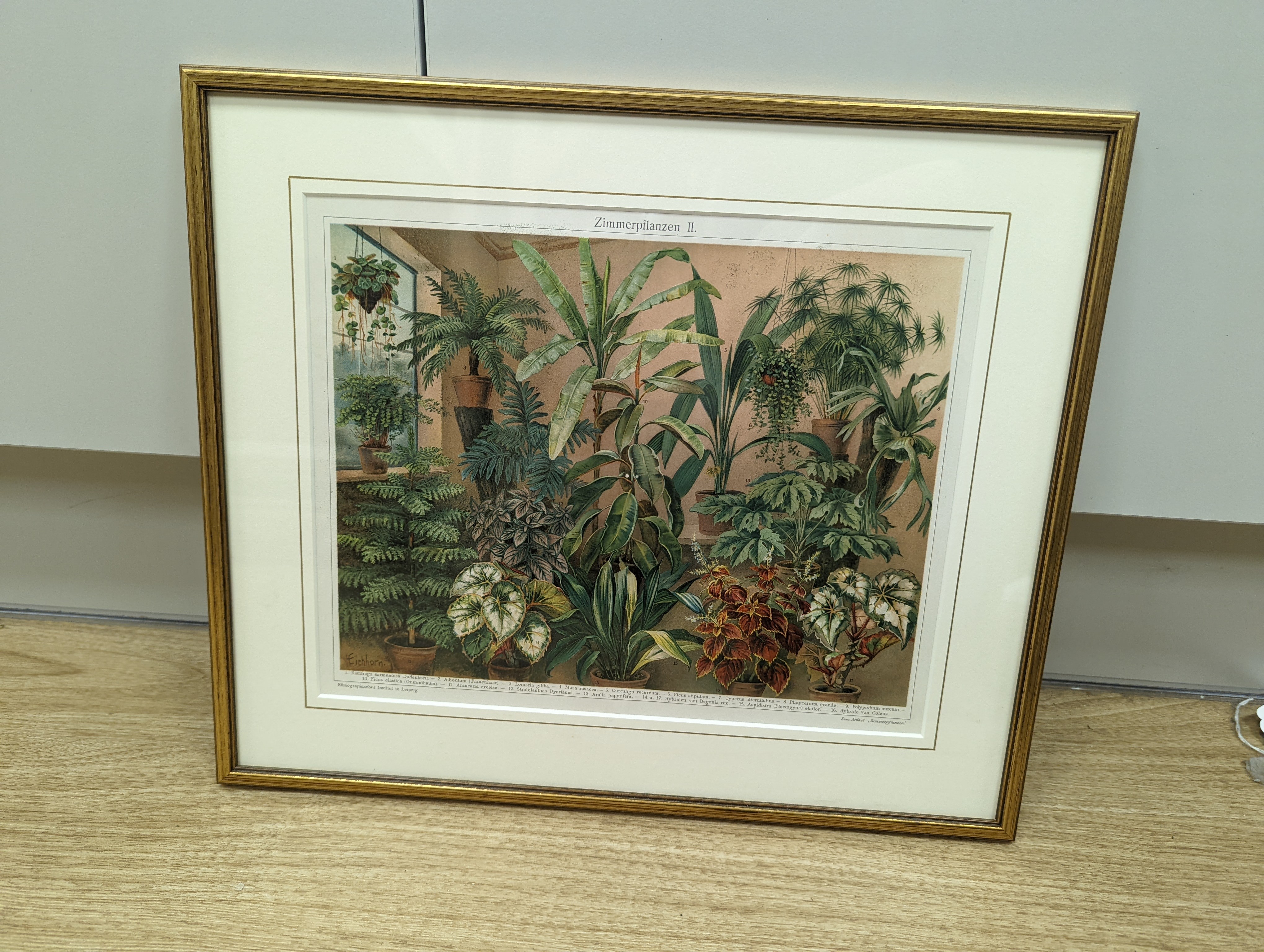 Bibliographisches Institut, Leipzig, sixteen assorted chromolithographs, Illustrations of orchids, fungi and other flora and fauna, 22 x 29cm